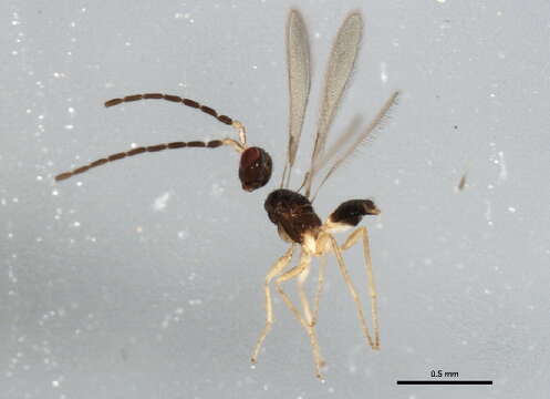 Image of Gonatocerus morrilli