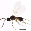 Image of <i>Entomacis perplexa</i>
