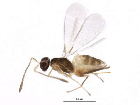 Image of Gonatocerus