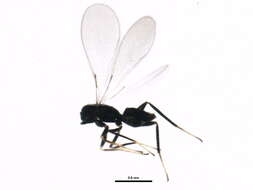 Image of Cosmocomoidea