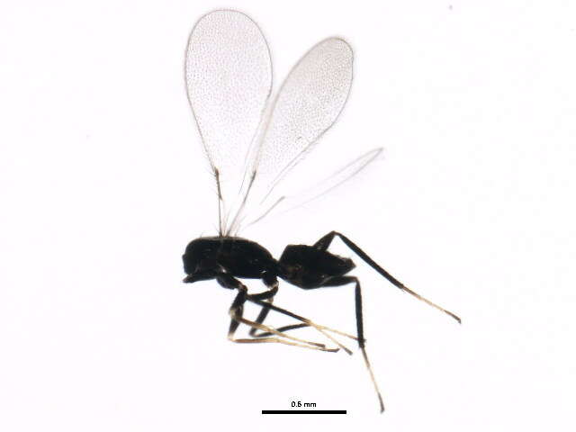 Image of Cosmocomoidea