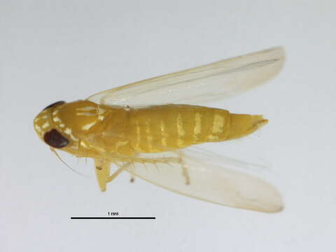 Image of Potato Leafhopper