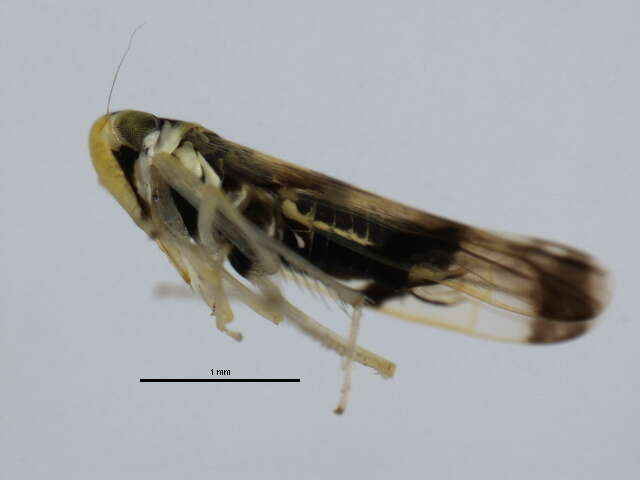 Image of Leafhopper