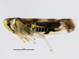 Image of Leafhopper