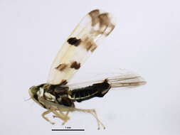 Image of Leafhopper