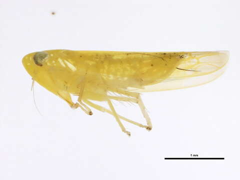 Image of Potato Leafhopper