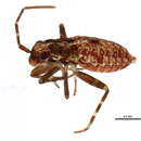 Image of Phytocoris