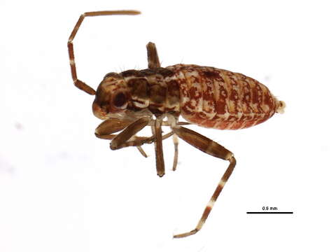 Image of Phytocoris