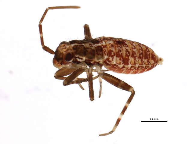 Image of Phytocoris