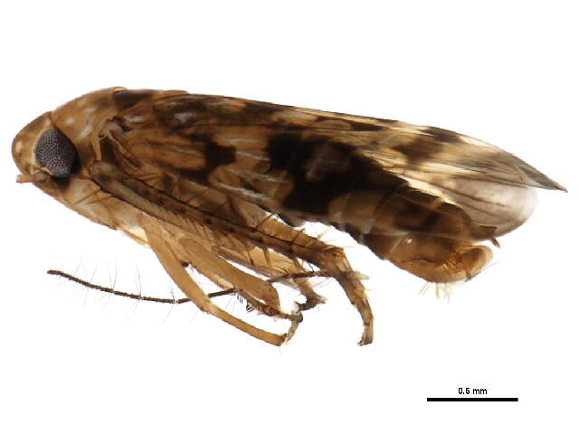 Image of <i>Xestocephalus fulvocapitatus</i>