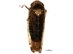 Image of Eutettix variabilis Hepner 1942