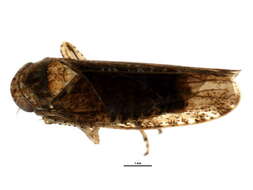 Image of Eutettix variabilis Hepner 1942