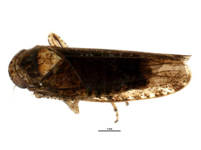 Image of Eutettix variabilis Hepner 1942