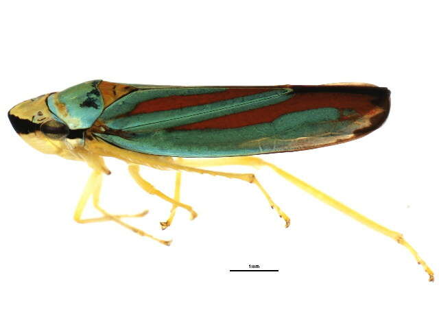 Imagem de <i>Graphocephala teliformis</i>