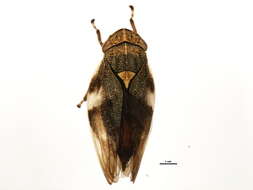 Image of European Alder Spittlebug