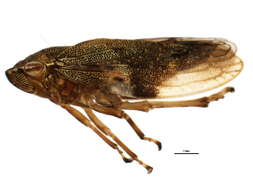 Image of European Alder Spittlebug