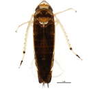 Image of Scaphoideus (Scaphoideus) paludosus Ball 1932