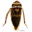 Image of Aphrodes bicinctus