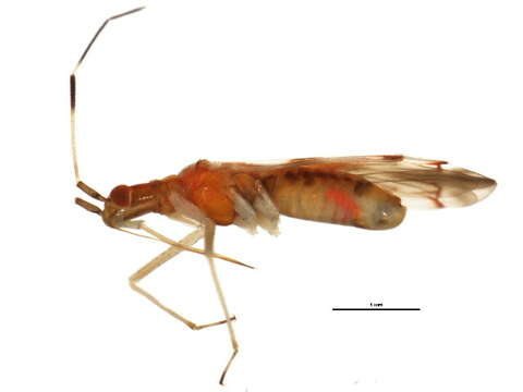 Image of Macrolophus tenuicornis Blatchley 1926