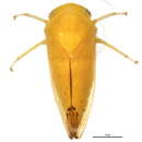 Image of Gyponinae