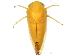 Image of Gyponinae