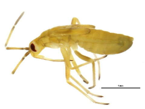 Image of Macrolophus tenuicornis Blatchley 1926