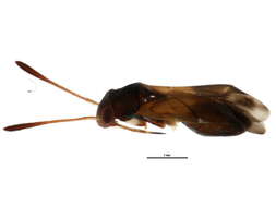 Image of Pilophorus strobicola Knight 1926