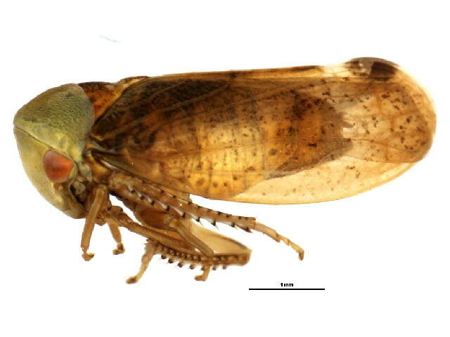 Image of Leafhopper