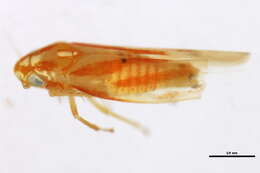 Image of Erythridula anomala (Knull 1946)