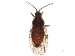 Physatocheila variegata Parshley 1916的圖片