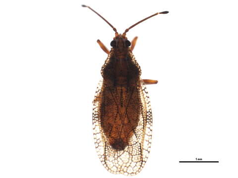 Physatocheila variegata Parshley 1916的圖片