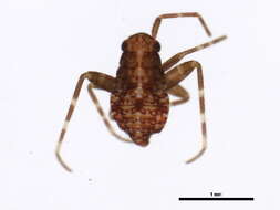 Image of Phytocoris