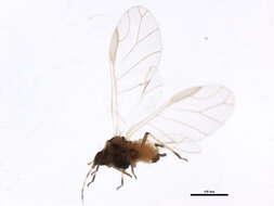 صورة Aphis (Aphis) spiraecola Patch 1914