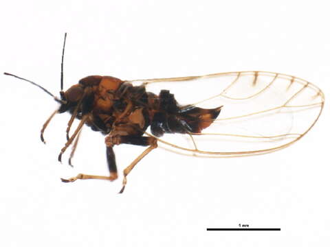 Image of Trioza aylmeriae Patch 1912