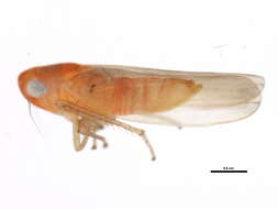 Image of Empoasca (Empoasca) coccinea (Fitch 1851)