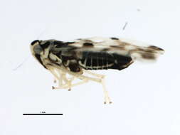 Image of Leafhopper