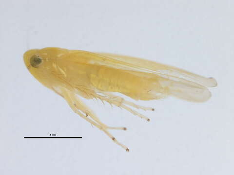 Image of Potato Leafhopper