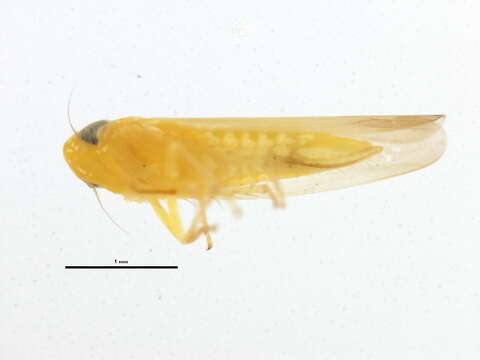 Image of Potato Leafhopper