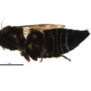 Image of Deltocephalus pulicaris Fallén 1806