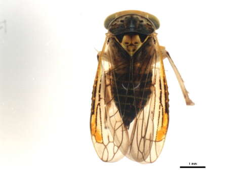 Image of Leafhopper