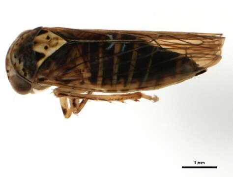 Image of Leafhopper