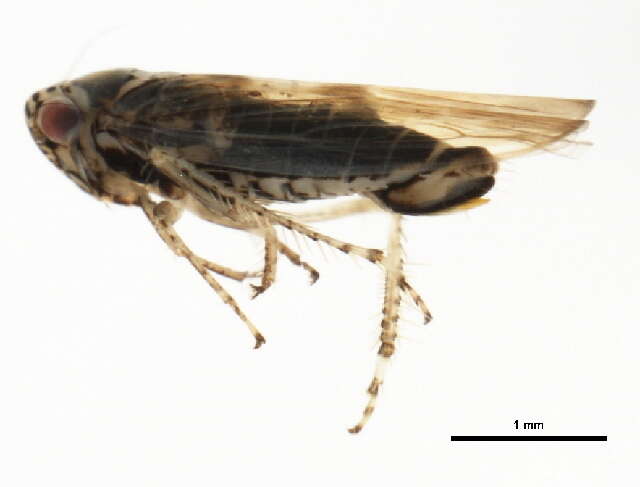 Image of Aster Leafhopper