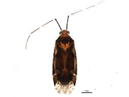 صورة Phytocoris conspurcatus Knight 1920