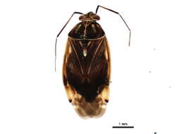 صورة Phytocoris conspurcatus Knight 1920