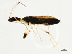 Image of Long-necked Seed Bugs