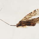 Image of <i>Phytocoris husseyi</i> Knight 1923