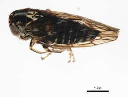 Image of Idiocerus albolinea Hamilton 1985