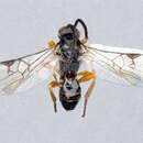 Image of Microplitis marini Whitfield 2003