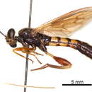 Image of Diochlistinae