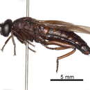 Image de Apiophorinae